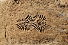 Fossil Shapes In Stone