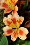 Freesia Flower Close-up