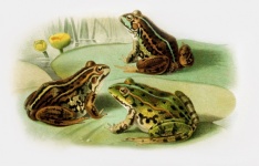 Frogs Lithograph Vintage Art
