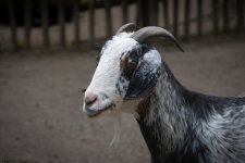 Goat, Animal