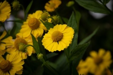 Yellow Flower, Sun Herb