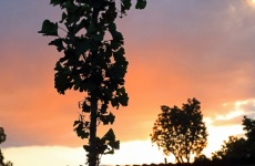 Ginkgo Biloba Tree Against Sunset