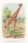 Giraffe Vintage Poster Art