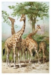 Giraffes Vintage Poster Art