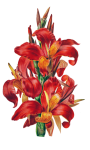 Gladiolus Flower Vintage Clipart