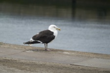 Gull In Profile