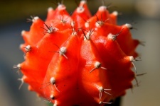 Grafted Cacti Background