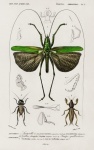 Grasshopper Vintage Poster Art