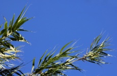 Green Leaves At Top Of Tall Reeds