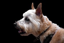 Dog Cairn Terrier Animal Portrait