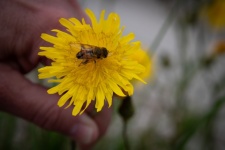 Honey Bee, Pollen, Bee
