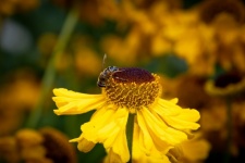 Honey Bee Flower