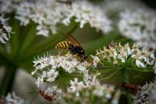 Hornet, Wasp