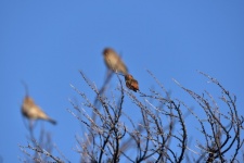 Hummingbird Treetop