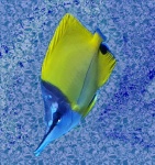 Tang Saltwater Fish