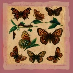 Vintage Butterfly Assortment