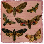 Vintage Moth Collection