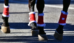 Horse Legg Christmas Dress