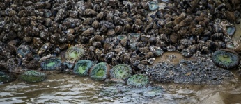 Turquoise Sea Anemone