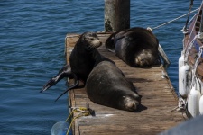 Seals Sea Lion