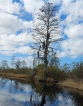 Georgia Swamp Tree