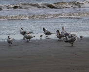 Assorted Sea Birds