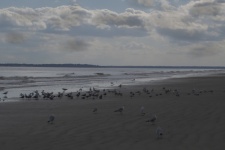 Ocean And Shore Birds