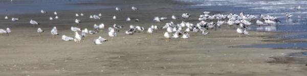 Flock Of Sea Gulls On Shore