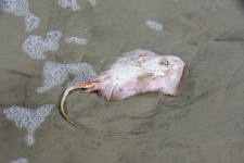 Dead Stingray