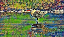Tern Bird Illustration
