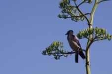 Indian Mayna Bird In Tree