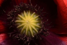Inner Structure Of Red Poppy Flower