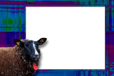 Frame With A Sheep