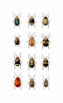 Beetle Vintage Art Poster