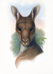 Kangaroo Vintage Poster Art