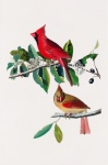 Cardinal Bird Vintage Old