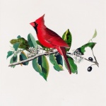 Cardinal Bird Vintage Old