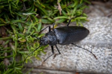 Beetle, Insect