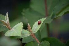 Beetle, Ladybird