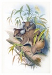 Koala Vintage Poster Art