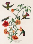 Hummingbirds Flower Vintage Old
