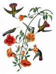 Hummingbirds Flower Vintage Poster