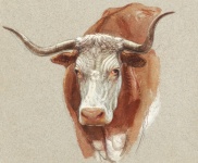 Cow Ox Painting Art