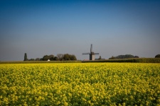 Landscape, Windmill, Rapeseed