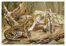 Leopard Vintage Poster Art