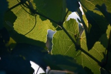 Light On Edges Of Green Vine Leaves