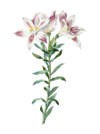 Lily Flower Vintage Clipart