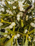 Mistletoe, White Berries