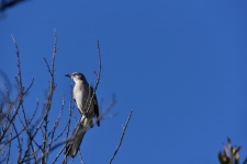 Mockingbird Treetop
