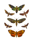 Moth Butterflies Clipart